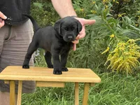 King, a male Labrador Retriever for sale in Meshoppen, PA – 2 of 4