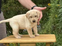 Honey, a female Labrador Retriever for sale in Meshoppen, PA – 2 of 5