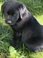 Ashe, a male Labrador Retriever for sale in Meshoppen, PA – 2 of 5