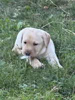 Lilly, a female Labrador Retriever for sale in Meshoppen, PA – 2 of 4