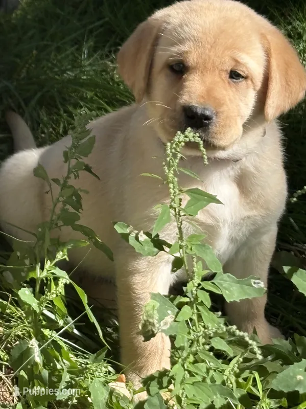 Honey – Labrador Retriever puppy for sale in Meshoppen, PA