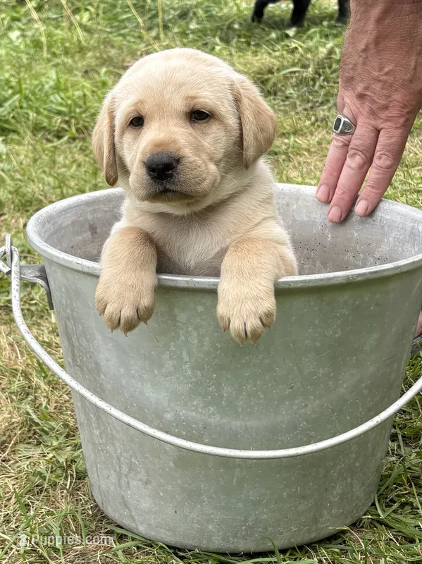 Amber – Labrador Retriever puppy for sale in Meshoppen, PA