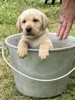 Amber, a female Labrador Retriever for sale in Meshoppen, PA – 1 of 5