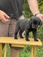 Chase, a male Labrador Retriever for sale in Meshoppen, PA – 2 of 4