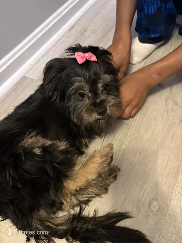 Nova – Maltese, Shih Tzu puppy for sale in Hagerstown, MD