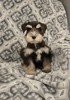 Joey, a male Miniature Schnauzer for sale in McDonald, TN – Photo 8 of 9