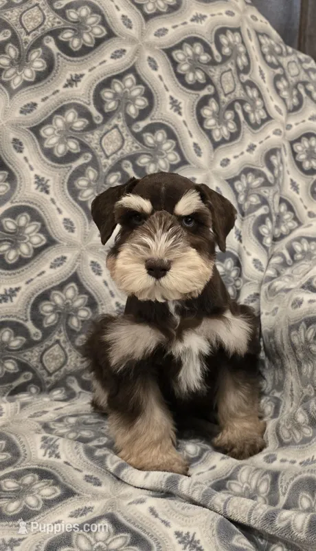 Joey – Miniature Schnauzer puppy for sale in McDonald, TN