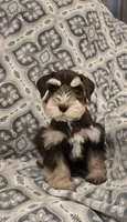 Joey, a male Miniature Schnauzer for sale in McDonald, TN – Photo 1 of 9