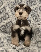 Joey, a male Miniature Schnauzer for sale in McDonald, TN – Photo 6 of 9