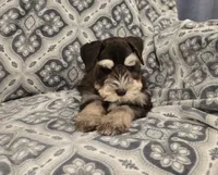 Joey, a male Miniature Schnauzer for sale in McDonald, TN – Photo 7 of 9