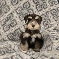 Joey, a male Miniature Schnauzer for sale in McDonald, TN – Photo 2 of 9