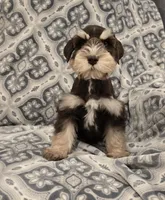 Joey, a male Miniature Schnauzer for sale in McDonald, TN – Photo 5 of 9