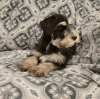 Joey, a male Miniature Schnauzer for sale in McDonald, TN – Photo 4 of 9