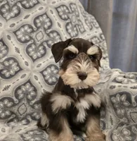 Joey, a male Miniature Schnauzer for sale in McDonald, TN – Photo 9 of 9