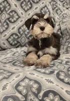 Joey, a male Miniature Schnauzer for sale in McDonald, TN – Photo 3 of 9