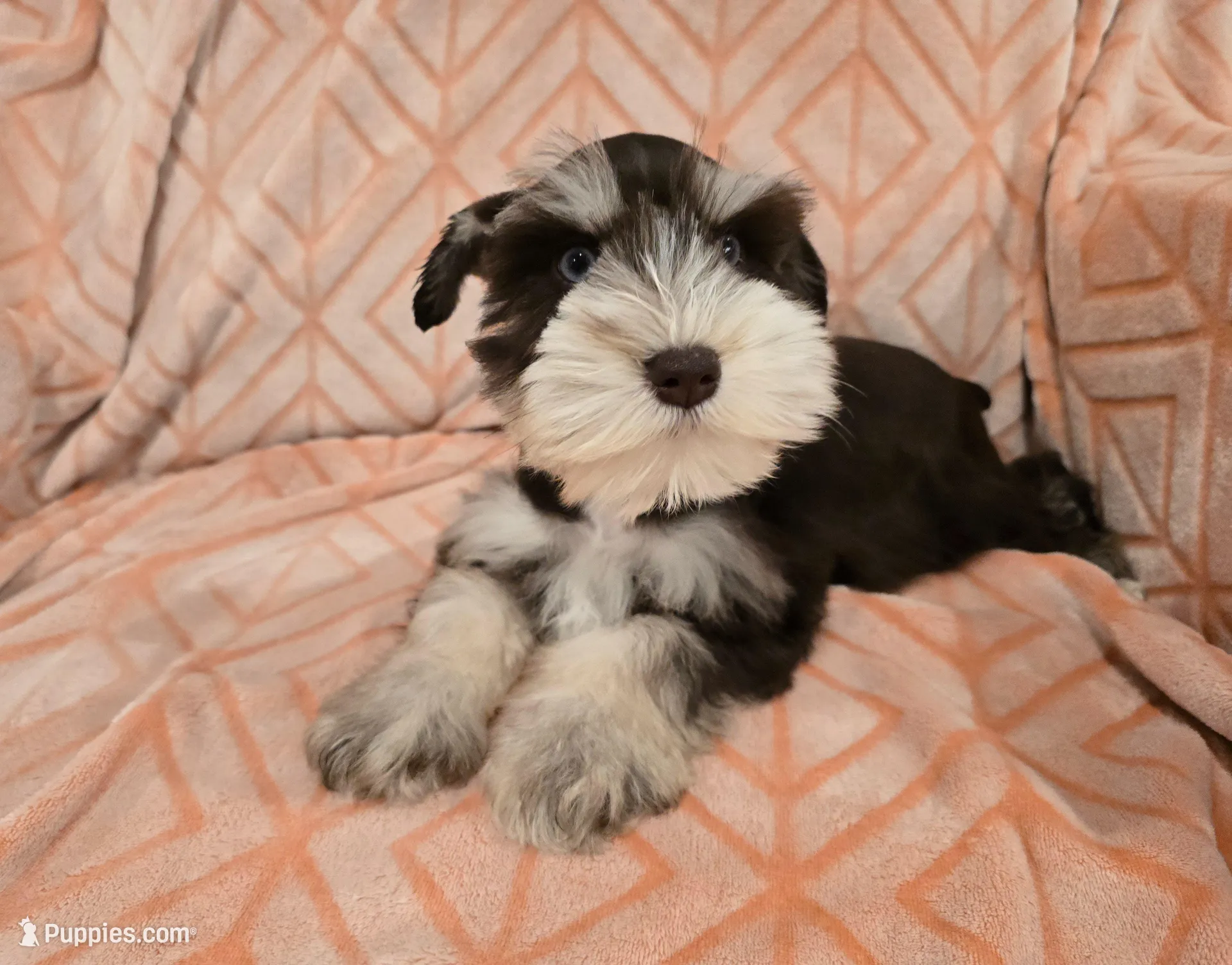 Muffy – Miniature Schnauzer puppy for sale in McDonald, TN