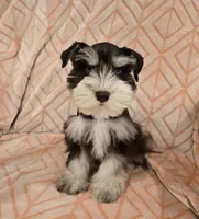 Muffy, a female Miniature Schnauzer for sale in McDonald, TN – Photo 2 of 10