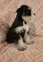 Muffy, a female Miniature Schnauzer for sale in McDonald, TN – Photo 7 of 10