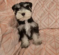 Muffy, a female Miniature Schnauzer for sale in McDonald, TN – Photo 6 of 10