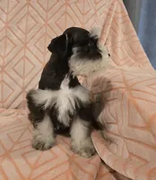 Muffy, a female Miniature Schnauzer for sale in McDonald, TN – Photo 5 of 10