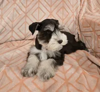 Muffy, a female Miniature Schnauzer for sale in McDonald, TN – Photo 9 of 10