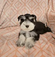 Muffy, a female Miniature Schnauzer for sale in McDonald, TN – Photo 8 of 10