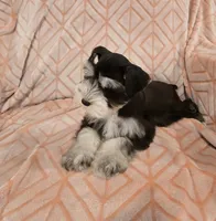 Muffy, a female Miniature Schnauzer for sale in McDonald, TN – Photo 10 of 10