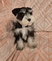Muffy, a female Miniature Schnauzer for sale in McDonald, TN – Photo 4 of 10