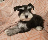 Pearl, a female Miniature Schnauzer for sale in McDonald, TN – Photo 3 of 3