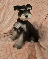 Pearl, a female Miniature Schnauzer for sale in McDonald, TN – Photo 1 of 3