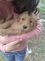 Fancy , a female Golden Retriever for sale in Antigo, WI – 6 of 6