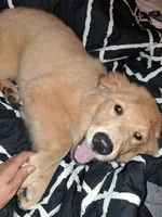 Fancy, a female Golden Retriever for sale in Antigo, WI – 5 of 7
