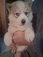 Tundra, a male Siberian Husky for sale in Antigo, WI – Photo 1 of 5