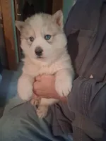 Tundra, a male Siberian Husky for sale in Antigo, WI – Photo 2 of 5