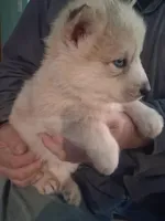 Tundra, a male Siberian Husky for sale in Antigo, WI – Photo 5 of 5