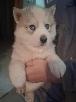 Tundra, a male Siberian Husky for sale in Antigo, WI – Photo 3 of 5