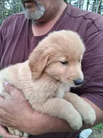 Shrimp , a female Golden Retriever for sale in Antigo, WI – 2 of 6