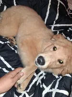 Fancy, a female Golden Retriever for sale in Antigo, WI – 7 of 10