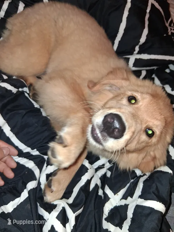 Fancy – Golden Retriever puppy for sale in Antigo, WI
