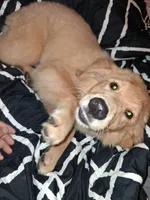 Fancy, a female Golden Retriever for sale in Antigo, WI – 1 of 7