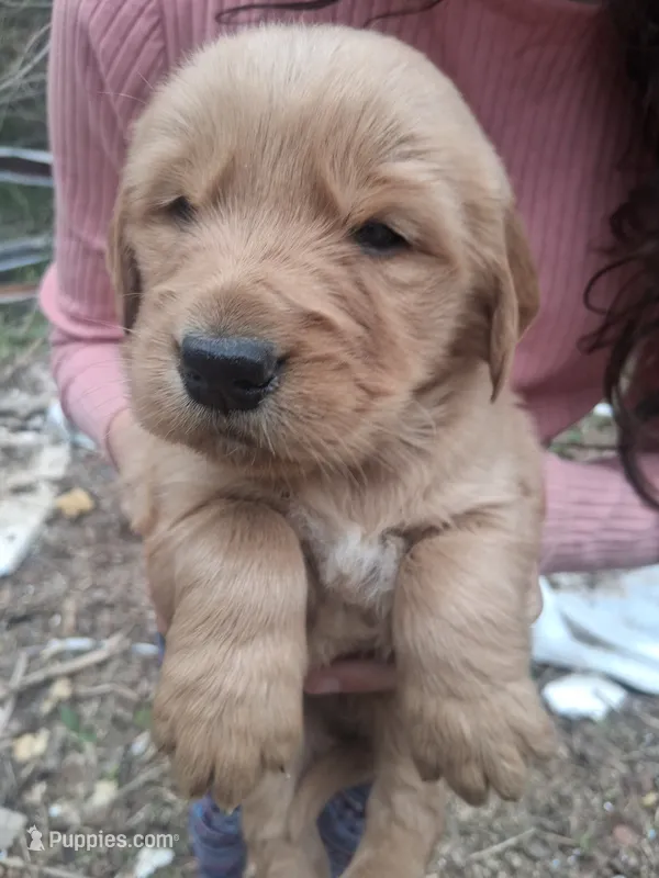 Phillip  – Golden Retriever puppy for sale in Antigo, WI