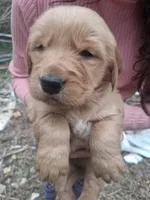 Phillip , a male Golden Retriever for sale in Antigo, WI – 1 of 4