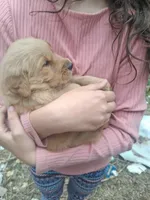 Phillip , a male Golden Retriever for sale in Antigo, WI – 4 of 4
