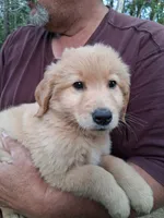 Shrimp , a female Golden Retriever for sale in Antigo, WI – 4 of 6