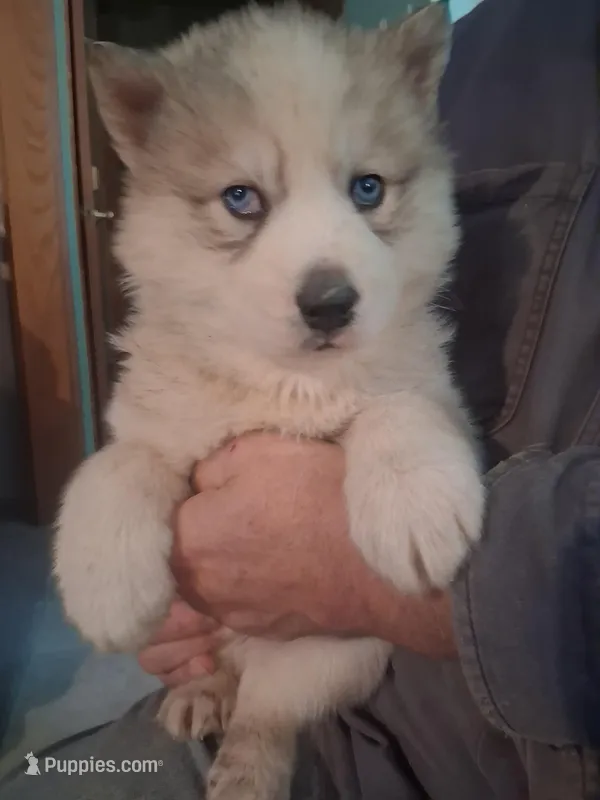 Tundra – Siberian Husky puppy for sale in Antigo, WI