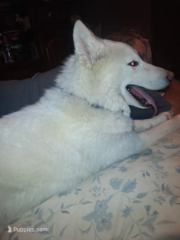 Blizzard – Siberian Husky puppy for sale in Antigo, WI