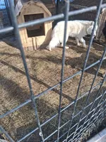 Blizzard, a male Siberian Husky for sale in Antigo, WI – Photo 3 of 3