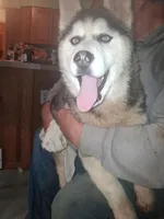 Pepper , a female Siberian Husky for sale in Antigo, WI – Photo 3 of 4