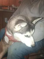 Pepper , a female Siberian Husky for sale in Antigo, WI – Photo 4 of 4