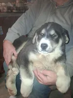 Ringer , a male Siberian Husky and Golden Retriever for sale in Antigo, WI – Photo 3 of 3